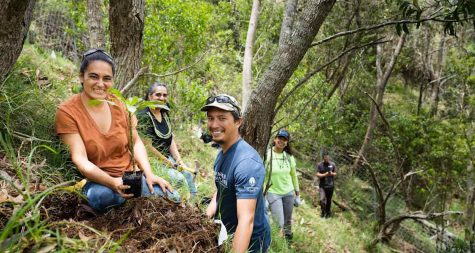 Replanting Extinct Tree Species in Hawaii