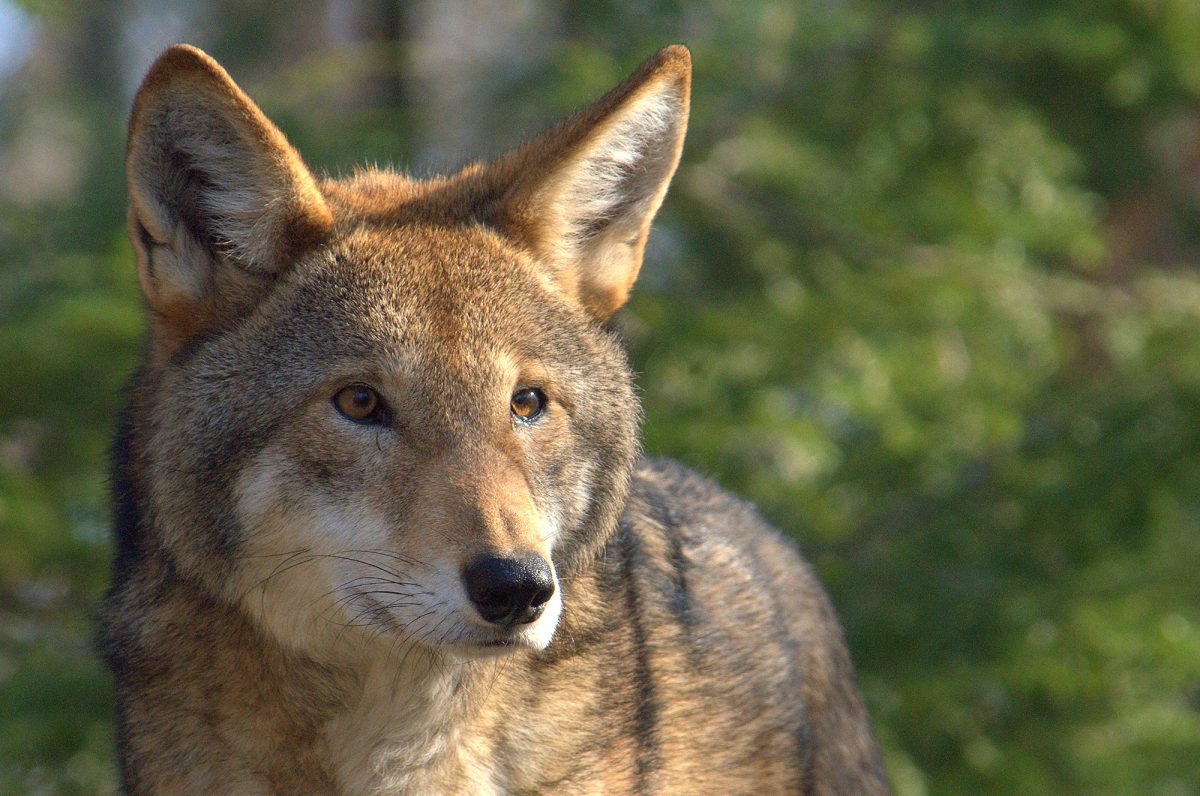 Rescuing the Red Wolves